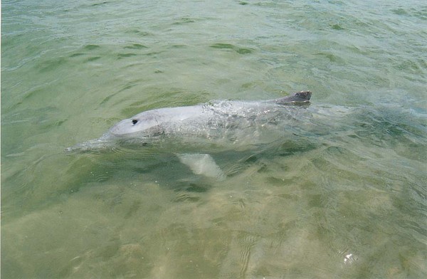 Dolphins
